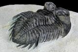 Coltraneia Trilobite Fossil - Huge Faceted Eyes #108428-4